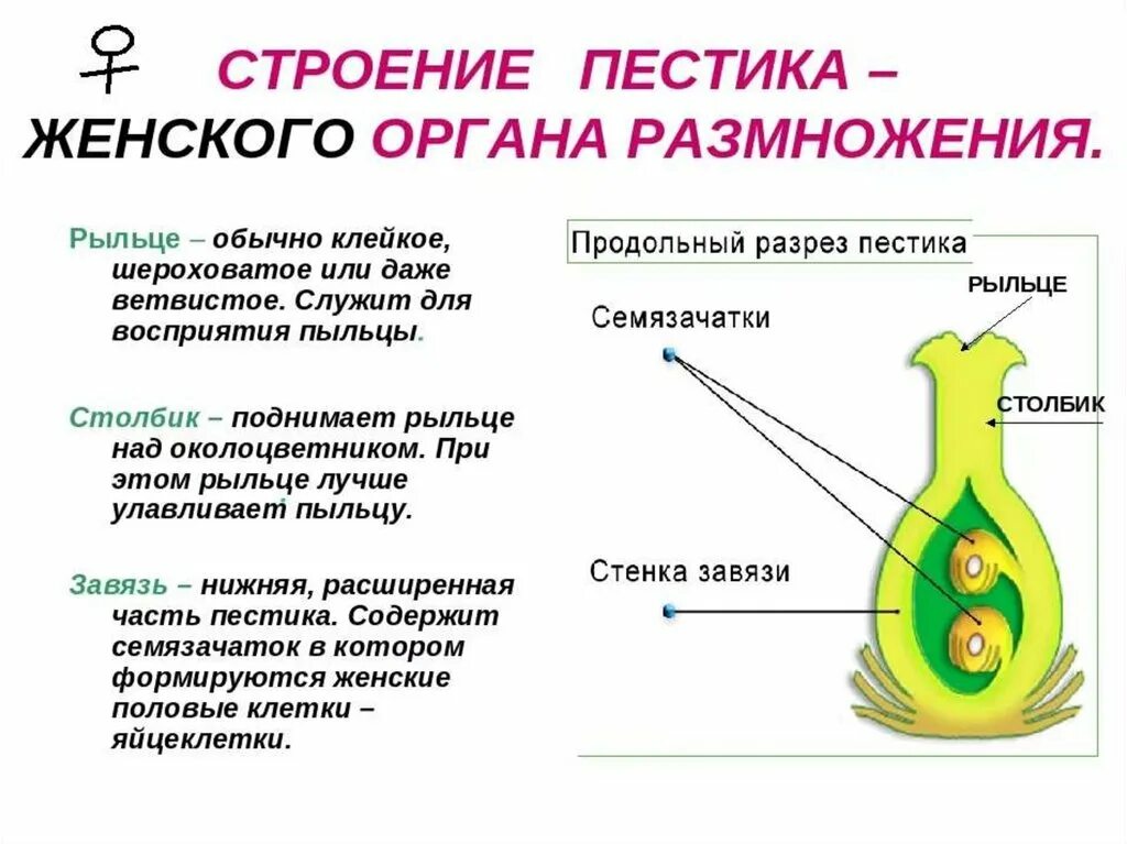 В результате образуется из завязи. Строение пестика семязачаток. Внутреннее строение завязи пестика. Строение пестика и семязачатка. Строение завязи пестика.