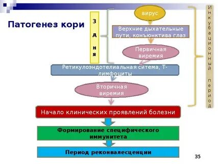 Этиология кори