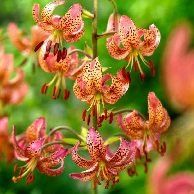 lilia martagon Types of lilies, Martagon, Martagon lily