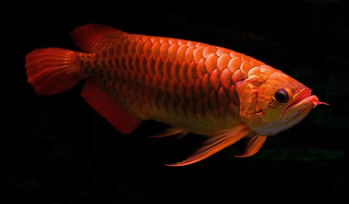 Какая дорогая рыба красная. Аквариумная рыбка Арована. Рыба дракон Арована. Красная азиатская Арована. Азиатская Арована рыба.