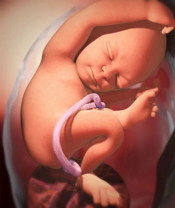 Малыш на 35 неделе беременности в утробе. 35 Недель беременности фото плода. Пебонок на 35 неделе беременности. Активный ребенок 36 недель