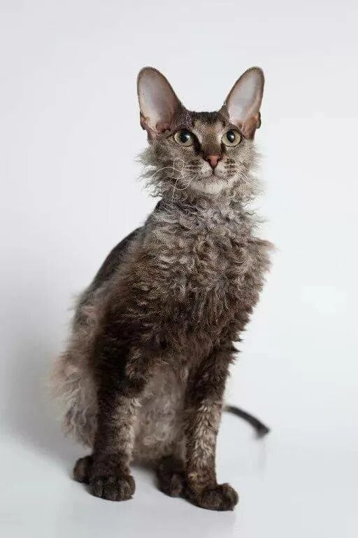 Петербургский сфинкс вариетта. Канадский донской сфинкс с шерстью. Как называется сфинкс с шерстью. Сфинкс браш табби. Донской сфинкс.