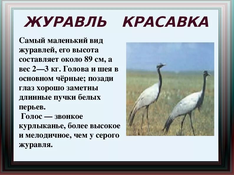 Сколько живут журавли. Журавль красавка интересные факты 4 класс. Журавль красавка красная книга. Сообщение о Журавле Красавке. Журавль красавка краткое описание для 4 класса.