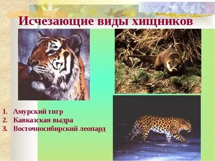 Вымершие отряды млекопитающих