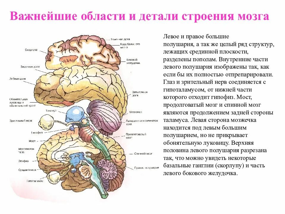 Важнейшие области и детали строения мозга. Строение мозга левая сторона. Строение больших полушарий мозга человека. Срединные структуры головного мозга это.