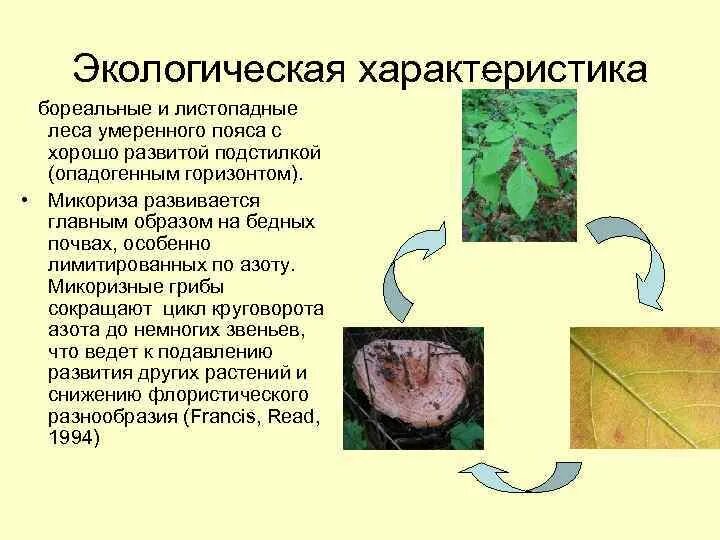Экологические особенности грибов. Фитопатогенные грибы. Почвенные сапротрофы грибы. Фитопатогенные грибы характеристика. Грибы вызывают заболевания растений и животных