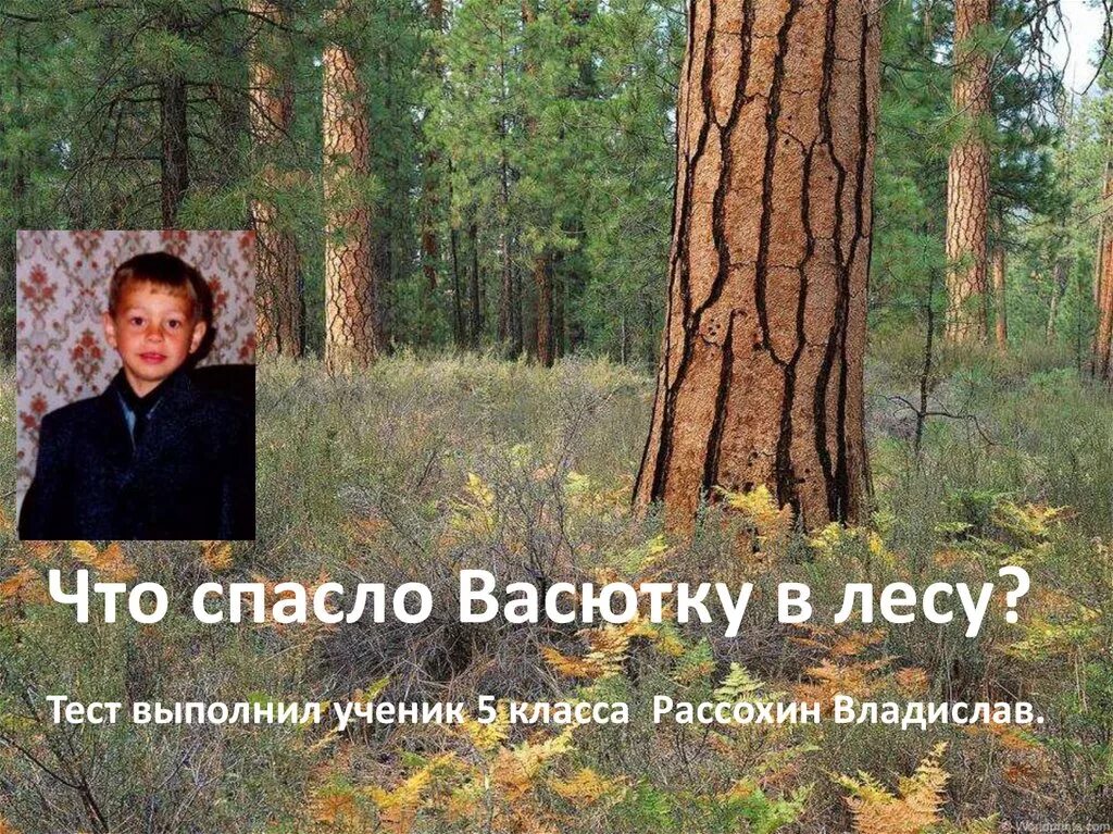 Что помогло Васютке выжить. Васютка в лесу 5 класс. Васюткино озеро. Что помогло вксюьки выжить. Что помогло васютке спастись