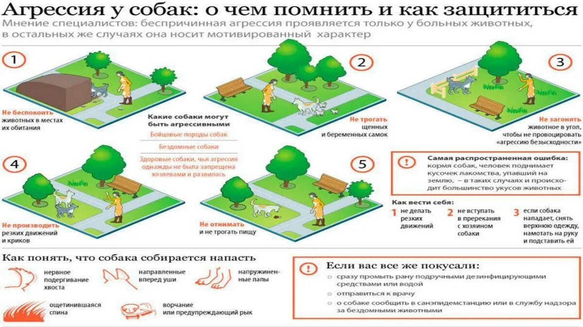 Что делать при нападении. Как вести себя с бездомными собаками. Памятка как вести себя с бродячими собаками. Памятка при нападении собаки. Памятка как вести себя при нападении.