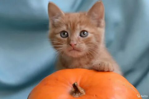 Кошка персик