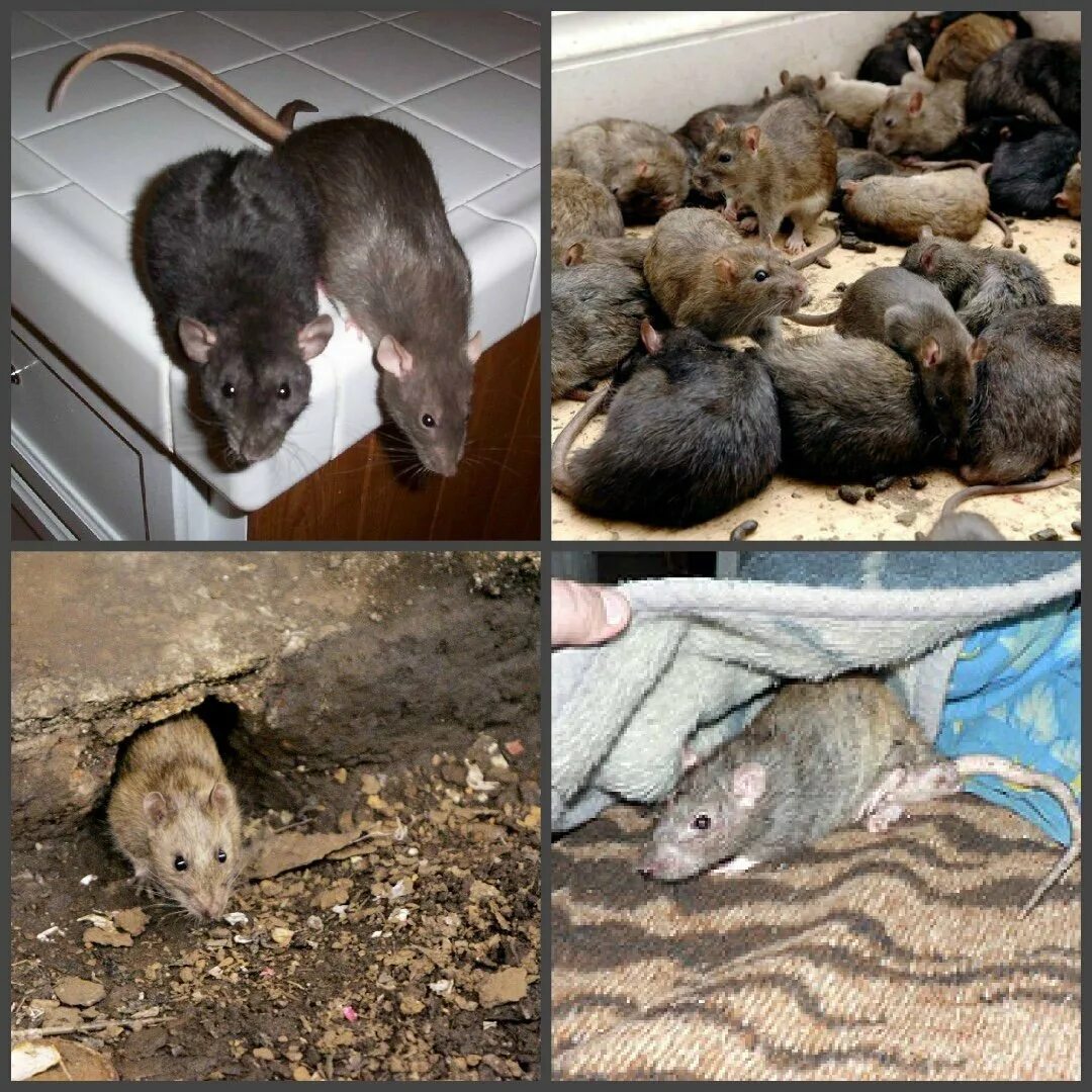 Синантропные крысы. Грызуны млекопитающие виды. Методы истребления грызунов. Синантропные крысы. Вред от крыс.