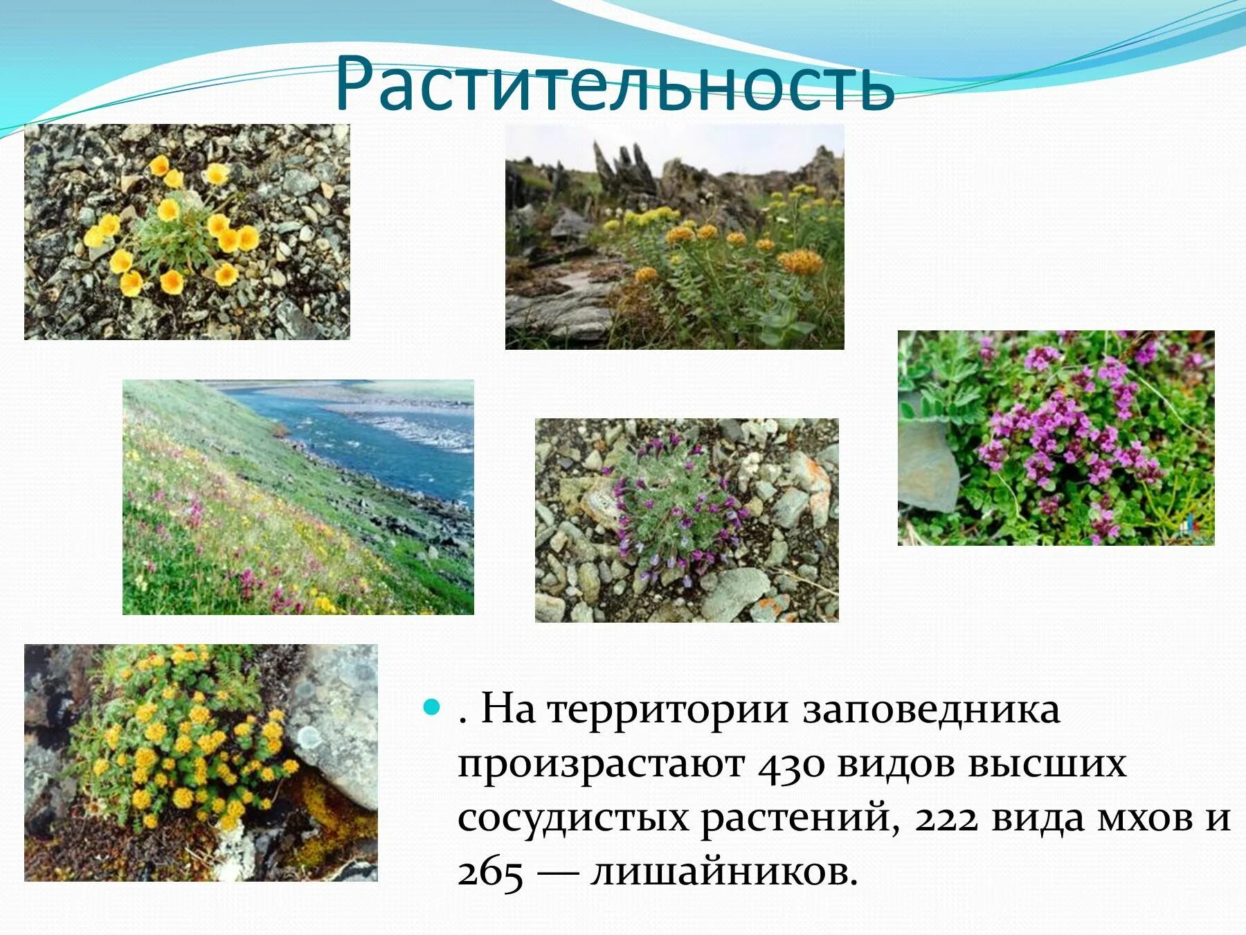 Какая растительность на территории