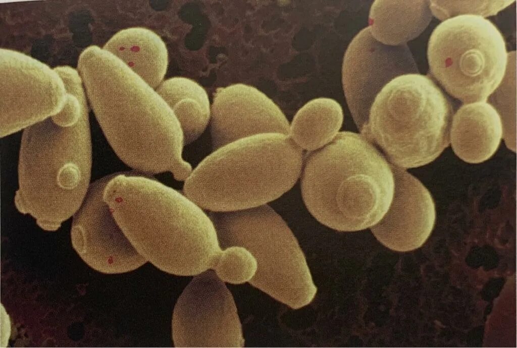 Дрожжи высшие грибы. Дрожжи saccharomyces cerevisiae. пекарские дрожжи saccharomyces cerevisiae. saccharomyces cerevisiae размножение. дрожжи сахаромицеты размножение.