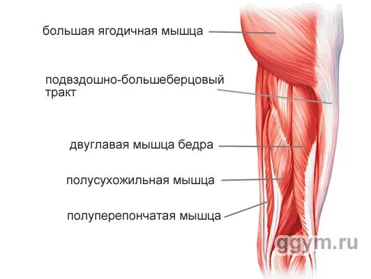 мышцы задней группы мышц бедра. мышцы сгибатели бедра и задняя поверхность бедра. двуглавая мышца бедра функции. короткая головка двуглавой мышцы бедра. задняя медиальная группа мышц бедра.