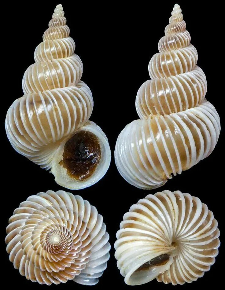 Shells born