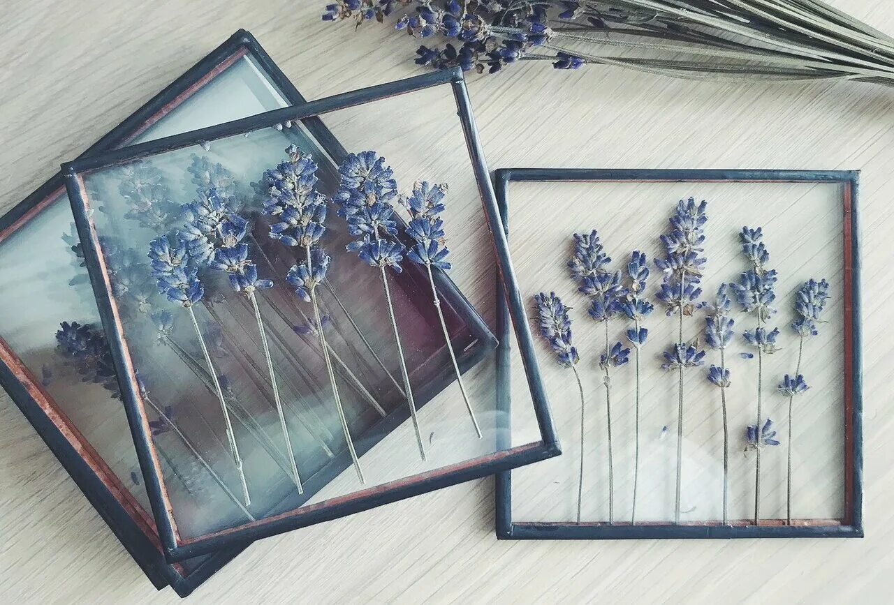 сухоцветы в рамке
