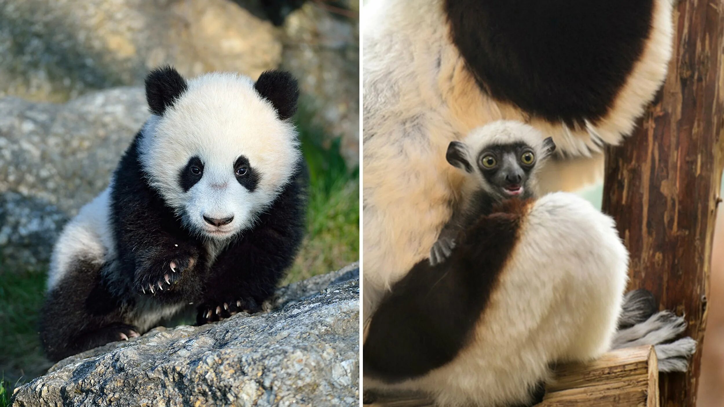 Розовые панды живая. Почему маленькие панды розовые. Розовая панда фото. Почему маленькие панды розовые. Почему маленькие панды розовые.