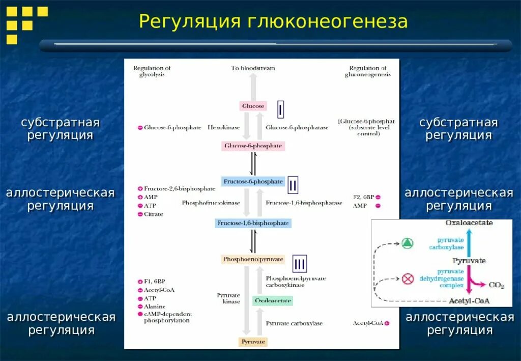 Ферменты глюконеогенеза. Глюконеогенез схема с ферментами. Общие ферменты гликолиза и глюконеогенеза. Регуляторные ферменты глюконеогенеза. Регуляция ключевых ферментов глюконеогенеза.