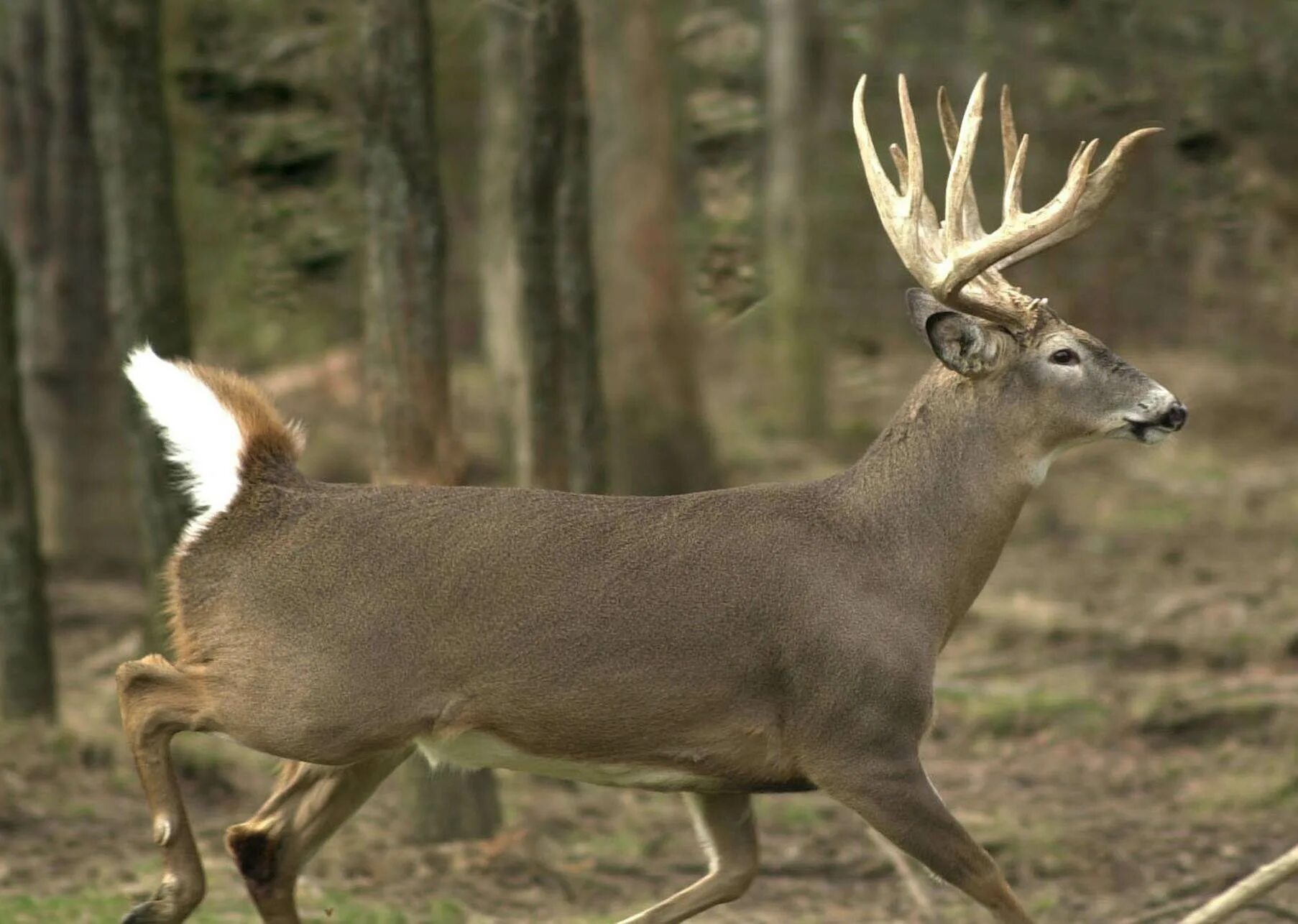 Американский белохвостый олень. Песков олень. Панты пятнистого оленя. Серый олень. Олень весной.