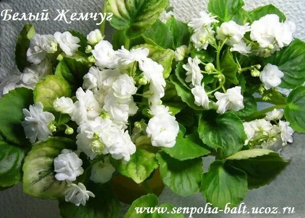 Белая жемчужина фиалка. Фиалка белый жемчуг щербакова. Белая жемчужина фиалка. Белый жемчуг (а. Сенполия белый жемчуг.