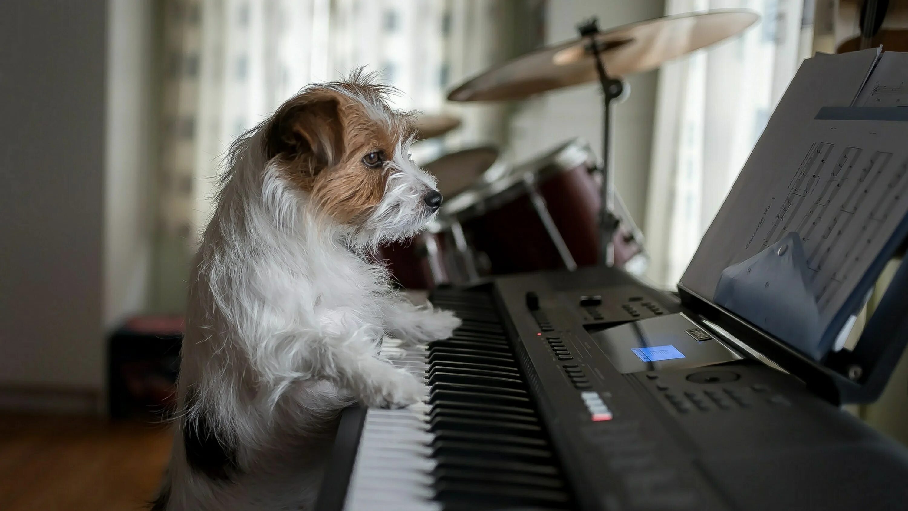 Музыка звери лучшие. Собака на пианино. Собака поет. Собака играет на пианино. Животные за роялем.