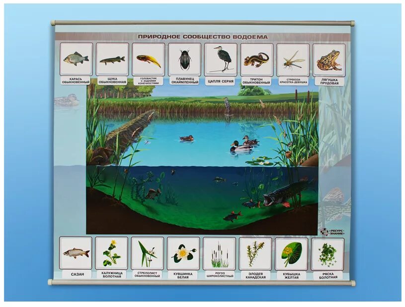 Плакат водоемы. Природное сообщество водоем. Картины с изображением природных сообществ. Изображением природных сообществ озер. Математика в пруду