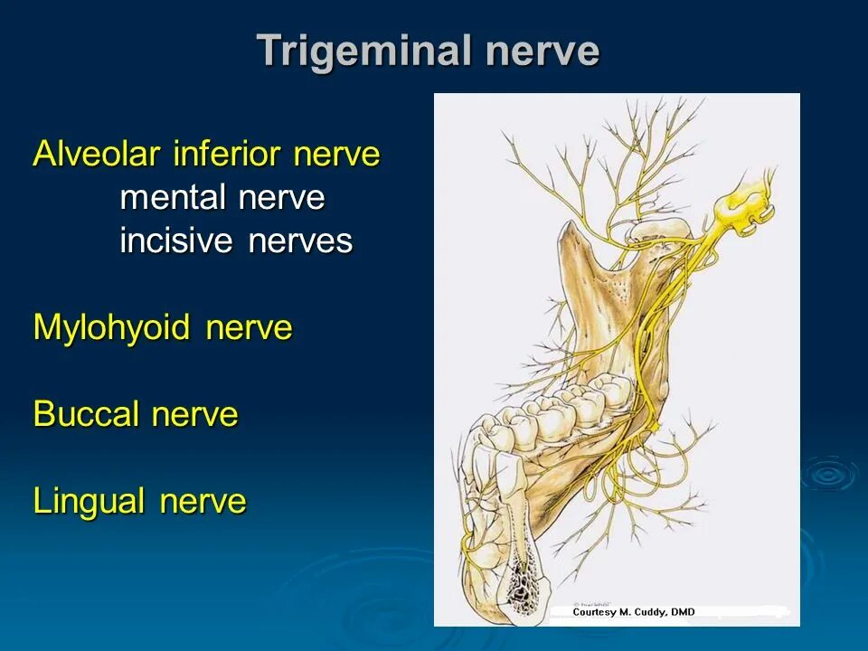 Getting on nerve перевод. Getting on nerve перевод
