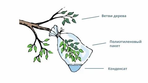 Ветка дерева биология 6 класс