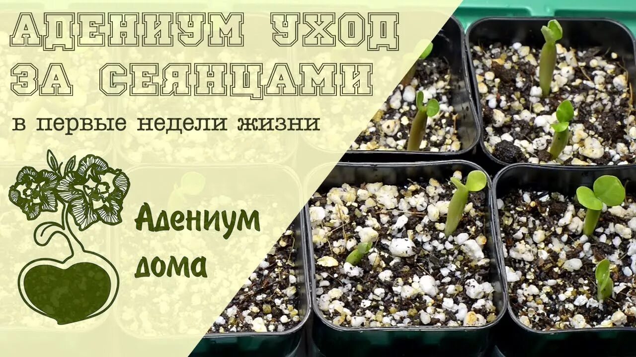 Подкармливание рассады томатов. Пикировать петунию. Адениум пикировка. Рассада. Лобелия ростки.