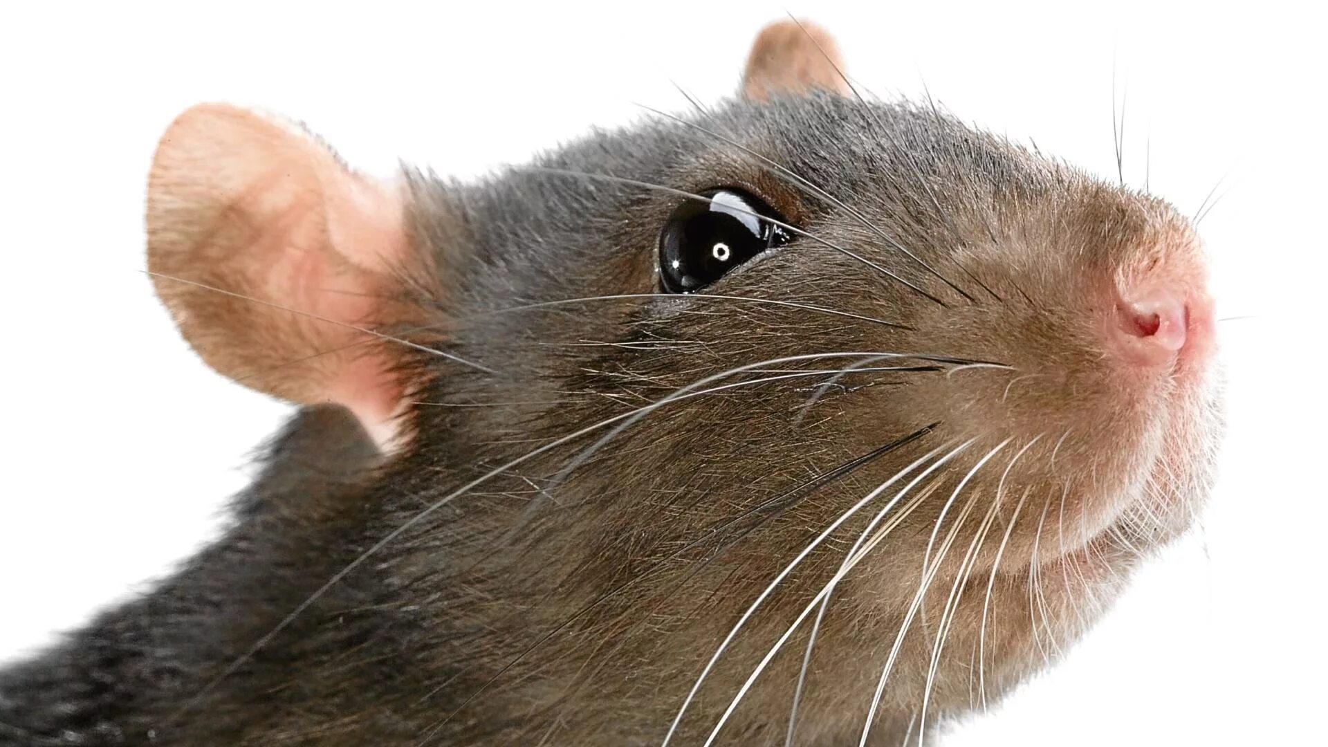 Глазки мыши. Морда крысы. Крысиная мордочка. Удивленная мышь. Крыса улыбается.