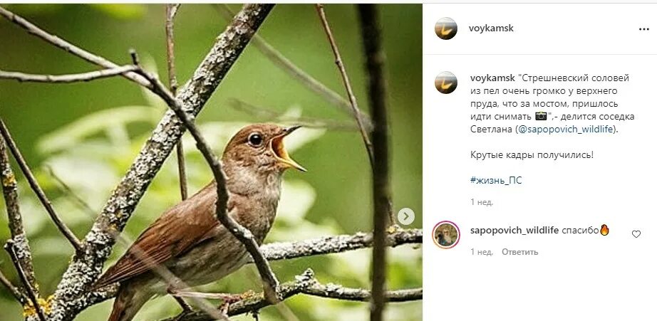 В феврале вы можете услышать пение. День соловья. Птицы парка Покровское Стрешнево. Соловьиный день картинки. Соловьиный день 4 июня.