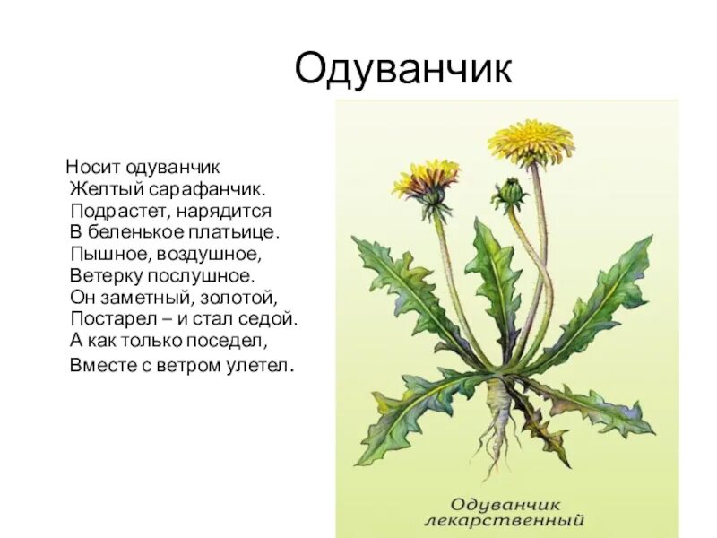Одуванчик желтый сарафанчик. Картина желтые одуванчики. Носит одуванчик. Одуванчик желтый сарафанчик стихотворение. Носит одуванчик желтый сарафанчик аппликация.