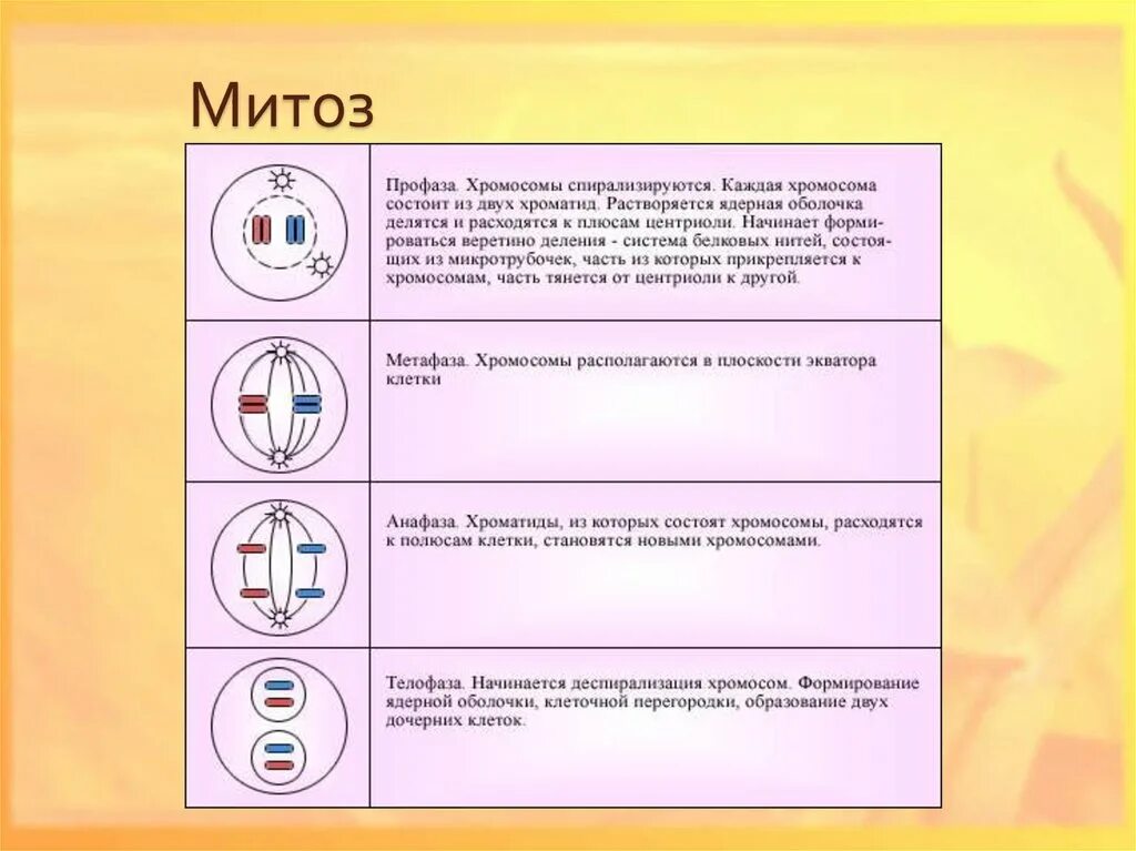 Процесс мейоза лежит в основе. Процесс митоза схема. Фазы митоза кратко. Фаза митоза таблица фаза процессы. Схема митоза фаза и процесс.