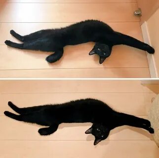 Кошка подтягивается