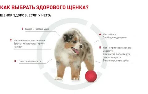 Когда щенок перестает быть щенком