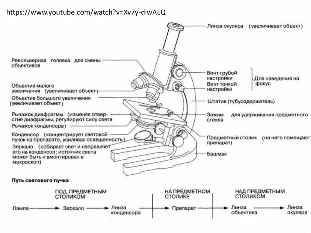 Строение микроскопа револьвер. Микроскоп строение и функции. Строение и функции частей микроскопа. Строение микроскопа 6 класс биология.