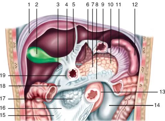 задняя стенка сальниковой сумки. топография сальниковой сумки. сальниковая сумка топографическая анатомия. задняя стенка сальниковой сумки. сальниковая сумка спереди образована.