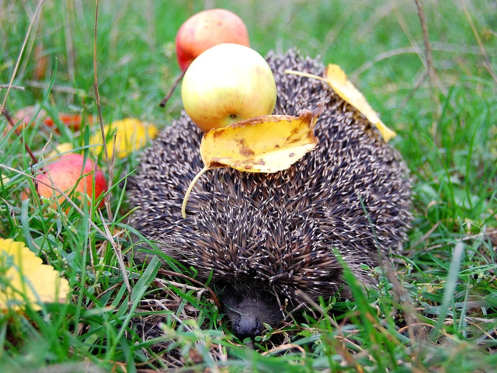 Ежик несущий яблоко. Ежик. ежик с яблоком. ежик с грибами. гриб с ежами.