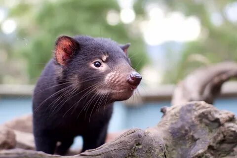 Тасманский шоколад