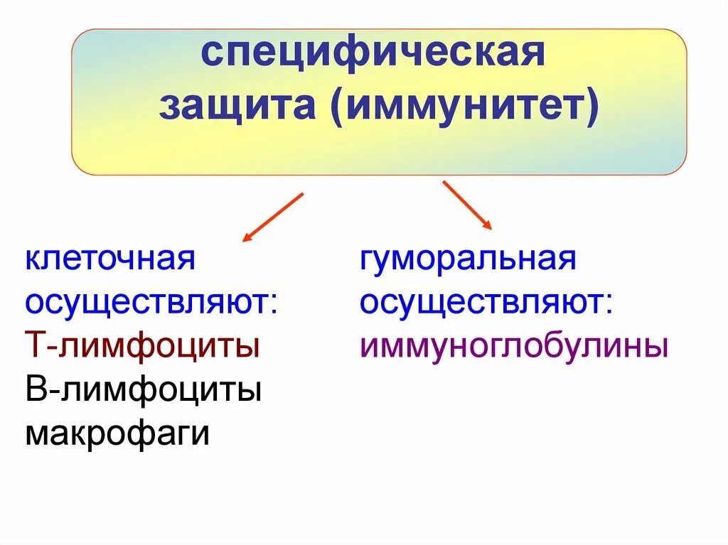 Неспецифические иммунные факторы. Специфические механизмы иммунитета. Специфические механизмы иммунной защиты. Клеточные механизмы неспецифического иммунитета. Специфическая и неспецифическая иммунная защита.