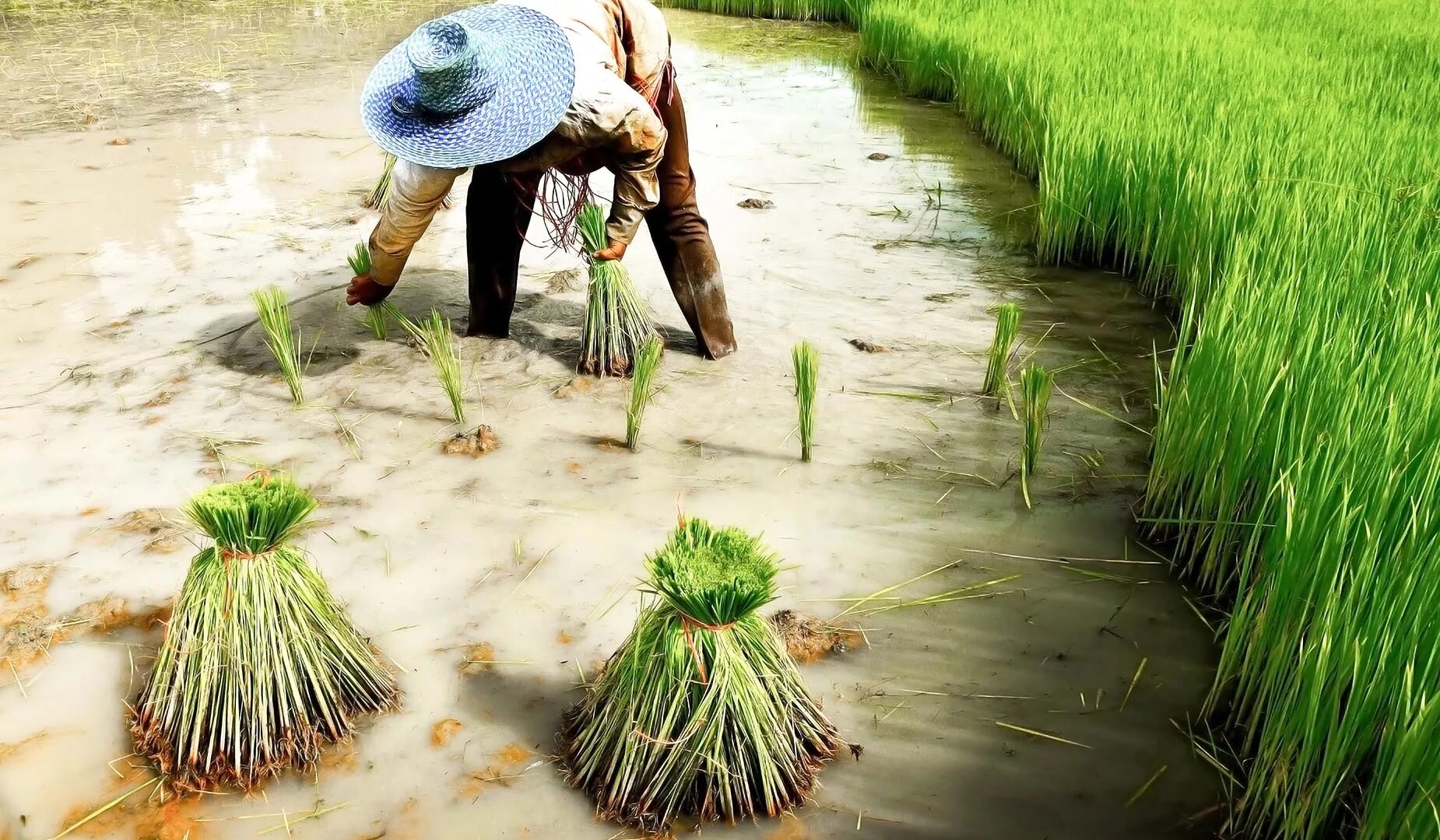 Corriander india crop. Рисоводство в китае. Https://farmers hoes the seeds. Рис работа. Рис бурый нешелушеный.