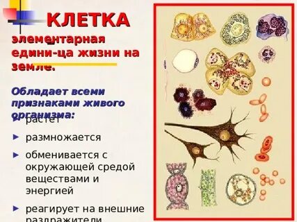 Почему основные клетки