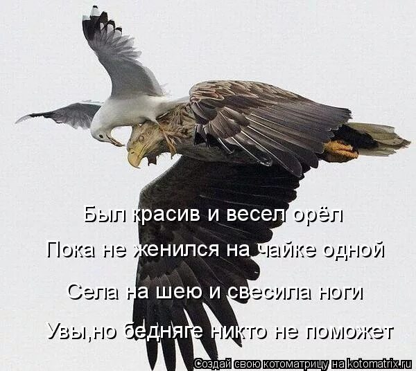 песня про орла