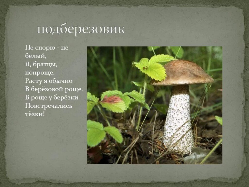 Роще березки повстречались загадка. Загадка про подберезовик. загадки про грибы подберезовик. подберезовик в березовой роще. несъедобные грибы в берёзовой роще.