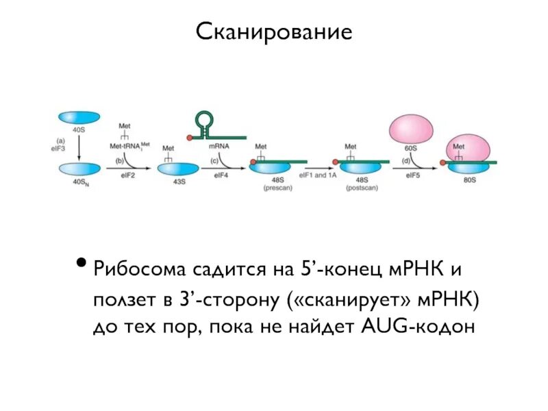 Рибосома процесс впр. Рибосома на МРНК. 70s рибосомы. Рибосома процесс. Рибосомы 70s функции.