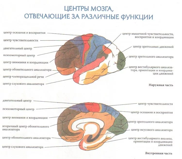 В какой части головного мозга. За что отвечают отделы мозга. Строение головного мозга человека отвечающая за движения. Какая часть мозга отвечает за движение рук. Какие отделы мозга отвечают за какие функции.