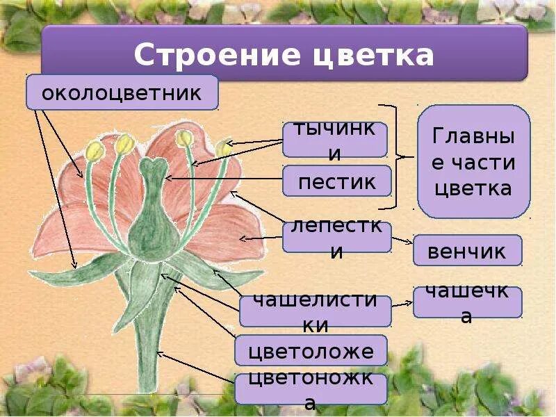 Чем образован околоцветник цветка. Строение цветка. Главные части цветка. Строение цветка околоцветник. Строение цветка околоцветник и главные части.