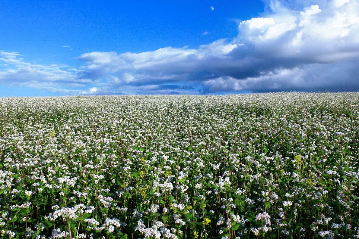 Field of buckwheat stock photo. Image of bloom, white - 42853558