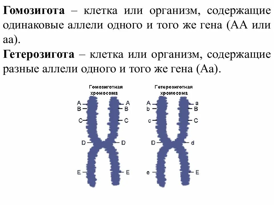 Аллели генов. Гетерозиготные хромосомы. Гомозигота. Гомозиготные пример. Гены в хромосоме образуют группу