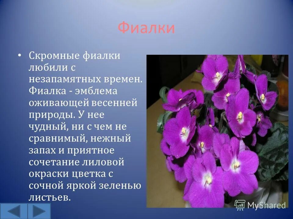 Фиалки польза. Информация о фиалке. Фиалка комнатная. Призентация одомашних цветках. Информация о фиалке комнатной.