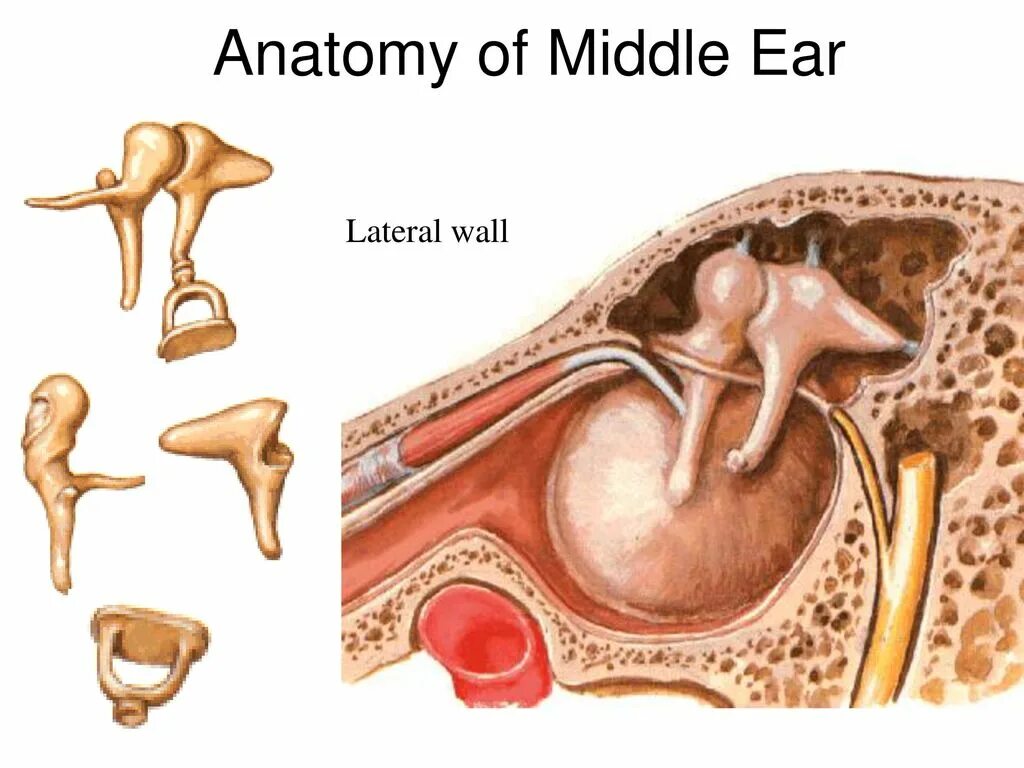 Изменение в среднем ухе. Повреждение среднего уха. Адитус ухо анатомия. Эндопротезирование среднего уха.